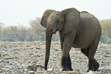 African bush elephant (Loxodonta africana), Etosha National Park, Namibia, Africa