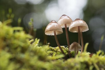Milking bonnet or milk-drop Mycena (Mycena galopus) in moss, Hesse, Germany, Europe
