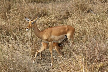 Impalas (Aepyceros melampus), mother suckling juvenile, Serengeti National Park, Tanzania, Africa
