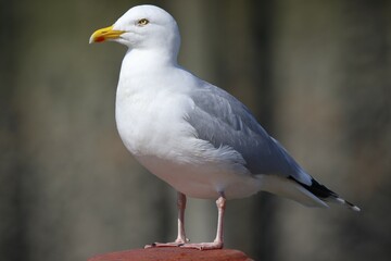 Obraz premium European herring gull (Larus argentatus), Schleswig-Holstein, Germany, Europe