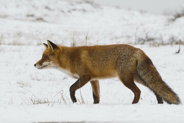 Red fox (Vulpes vulpes) runs in the snow, North Holland, Netherlands