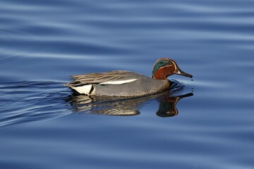Eurasian Teal (Anas crecca), male reflected in water, Schleswig-Holstein, Germany, Europe