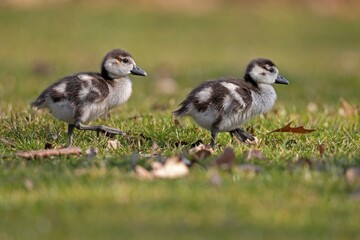 Egyptian geese (Alopochen aegyptiacus), two chicks running in a meadow, captive, Germany, Europe