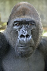 Western Lowland Gorilla (Gorilla gorilla gorilla), animal portrait, male, Silverback, captive, South-West Region, Cameroon, Africa