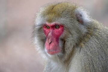 Japanese macaque (Macaca fuscata), free-living, animal portrait, near Kariuzawa, Nagano Prefecture, Honshu Island, Japan, Asia