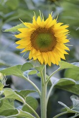 Sunflowers (Helianthus annuus) in a field, in full bloom, Lower Austria, Austria, Europe