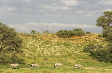 Gemsbok (Oryx gazella), herd roaming near grass-grown sand dune, rainy season with green...