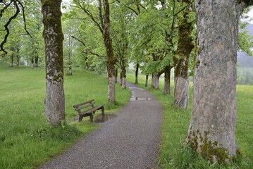 Fototapeta premium Tree avenue with heavily mossy mountain maple trees (Acer pseudoplatanus), resting bench, Oberstdorf, Allgäu Alps, Allgäu, Bavaria, Germany, Europe