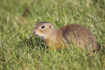 European ground squirrel (Spermophilus citellus), Burgenland, Austria, Europe