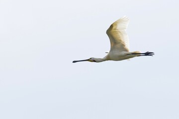 Common spoonbill (Platalea leucorodia) in flight, Texel, North Holland, Netherlands