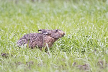 European hare  (Lepus europaeus), sitting in a meadow, feeding, Emsland, Lower Saxony, Germany, Europe