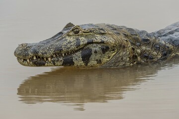 Head of a Yacare Caiman (Caiman yacare), Cuiaba river, Pantanal, Brazil, South America