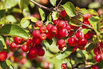 Ornamental apple (Malus x zumi), branches covered with red fruits, Saxony, Germany, Europe