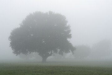 Oak (Quercus robur), Fog, Alpen-Menzelen, North Rhine-Westphalia, Germany, Europe