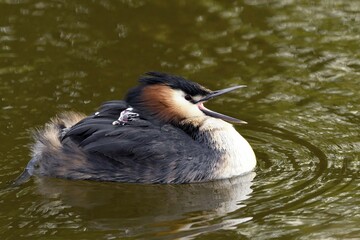 Great crested grebe (Podiceps cristatus) with open beak and chick on the back, Texel, North Holland, Netherlands
