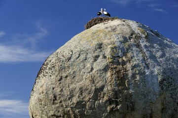 White storks (Ciconia ciconia), couple in nest on granite rock, Natural monument Los Barruecos,...