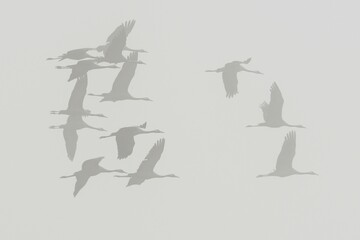 Common Cranes (Grus grus) in flight, Brandenburg, Germany, Europe