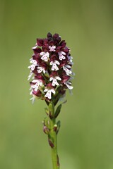 Burnt orchid (Orchis ustulata), blooming orchid, Balaton Uplands National Park, Balaton Felvidéki...