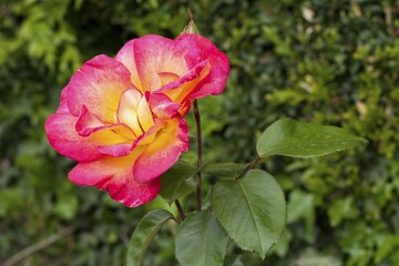 Bloom, Tea Hybrid-Rose (Rosa), North Rhine-Westphalia, Germany, Europe
