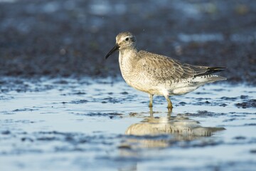 Red knot (Calidris canutus) standing in shallow water in Darss, Mecklenburg-Western Pomerania, Germany, Europe