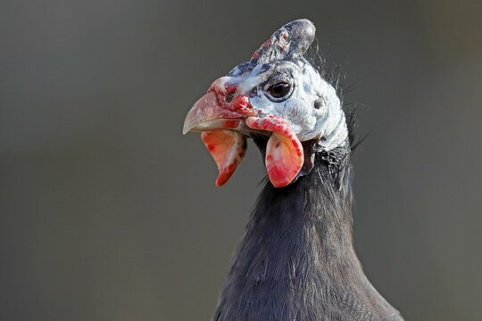 Helmeted guineafowl (Numida meleagris), animal portrait, captive, Germany, Europe