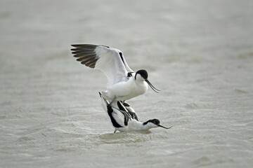Pied avocets (Recurvirostra avosetta), mating in the water, Burgenland, Austria, Europe