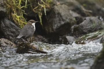 White-throated Dipper (Cinclus cinclus), sitting on a stone in a stream, Emsland, Lower Saxony, Germany, Europe