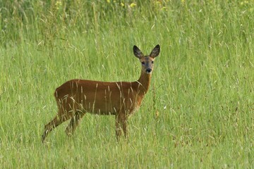 European roe deer (Capreolus capreolus), female standing in a meadow, Lower Rhine, North...