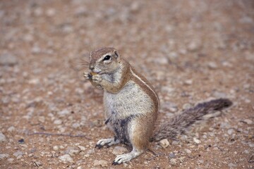 Eating Squirrel Namibia