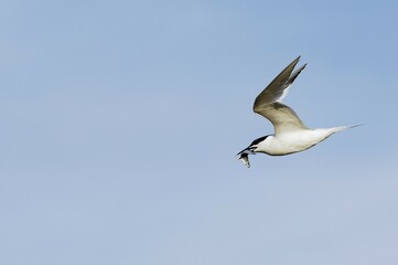 Sandwich Tern (Sterna sandvicensis), in flight with a fish in its beak, against a blue sky, Texel, West Frisian Islands, North Holland, The Netherlands, Europe