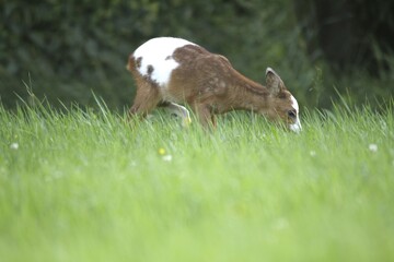 Roe Deer (Capreolus capreolus) fawn with erroneous pigmentation in the coat, Allgäu, Bavaria,...