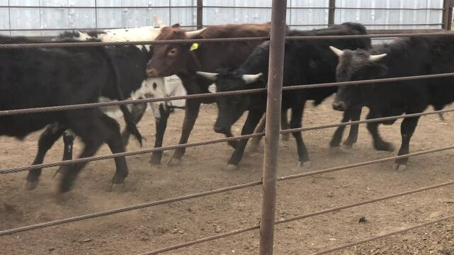 Cattle Driving Down a Shoot
