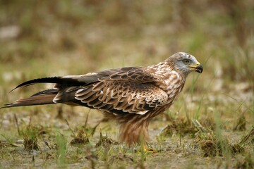 Red Kite (Milvus milvus), Allgaeu, Bavaria, Germany, Europe