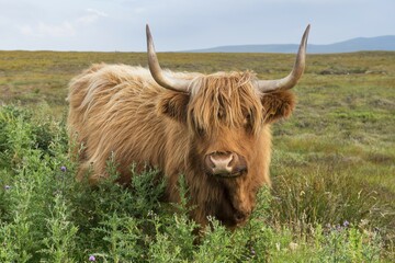 Scottish Highland Cattle or Kyloe, northern Scotland, Scotland, United Kingdom, Europe