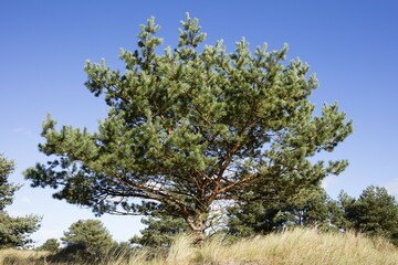 Fototapeta premium Pine (Pinus), National Park Vorpommersche Boddenlandschaft, Darß, Darßer Ort, Fischland-Darß-Zingst, Mecklenburg-Western Pomerania, Germany, Europe