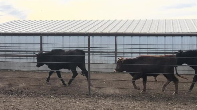 Slow Motion Cattle Drive Stampede