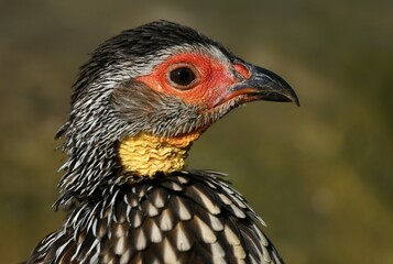 Yellow-necked spurfowl (Francolinus leucoscepus), animal portrait, captive, Germany, Europe