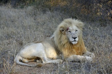 White Lion (Panthera leo), male animal, Tsau! nature reserve of the Global White Lion Protection Trust, GWLPT, near Hoedspruit, South Africa, Africa