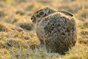 Sitting Hare (Lepus europaeus), North Rhine-Westphalia, Germany, Europe