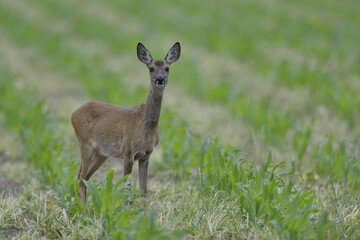 Roe deer (Capreolus capreolus) standing on field, Emsland, Lower Saxony, Germany, Europe