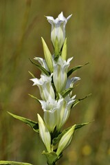 Willow Gentian (Gentiana asclepiadea), white flower, Nördlingen, Bavaria, Germany, Europe