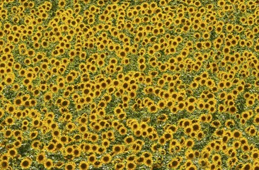 Sunflowers (Helianthus annuus), field, cultivations in the Campiña Cordobesa, Cordoba province, Andalusia, Spain, Europe