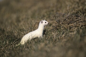 Ermine or Stoat or Short-tailed Weasel (Mustela erminea) in its winter coat