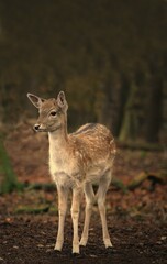 Fallow Deer (Dama dama), female, forest, Hamburg, Germany, Europe