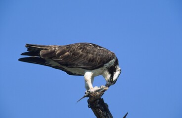 Osprey or Sea Hawk (Pandion haliaetus), Sanibel Island, Florida, USA, North America