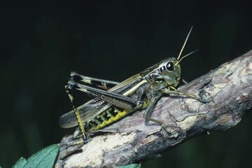 Large Marsh Grasshopper (Mecostethus grossus)