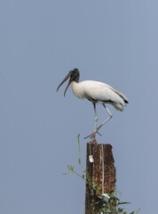 Wood Stork (Mycteria americana), Pantanal, Mato Grosso, Brazil, South America