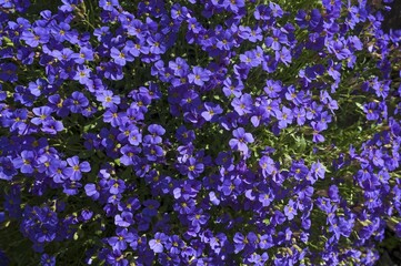Lilacbush (Aubrieta deltoidea), Bavaria, Germany, Europe