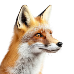 Fototapeta premium Realistic portrait of a fox with detailed fur and features
