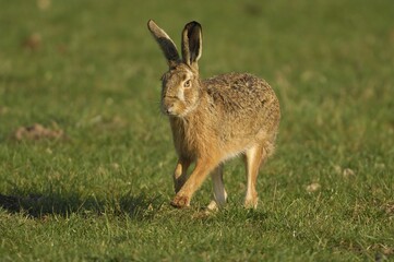 Hare (Lepus europaeus) running in a meadow, North Rhine-Westphalia, Germany, Europe